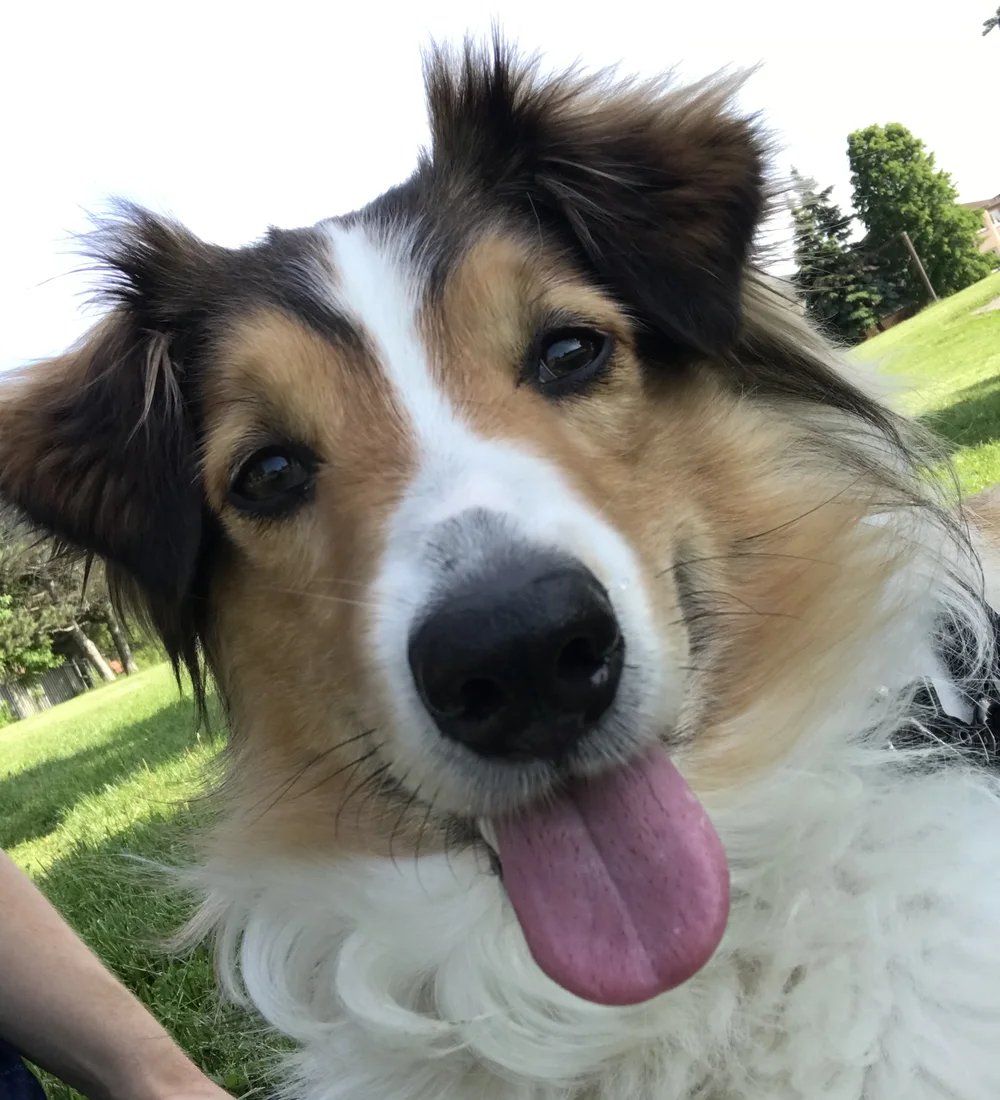 Fred — the Sheltie our AI teammate is named after