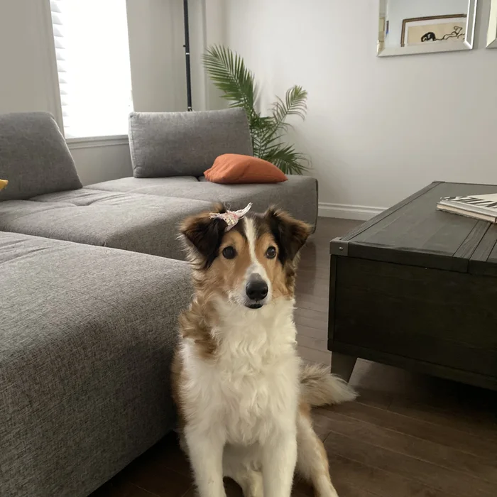 Fred the Sheltie, up close